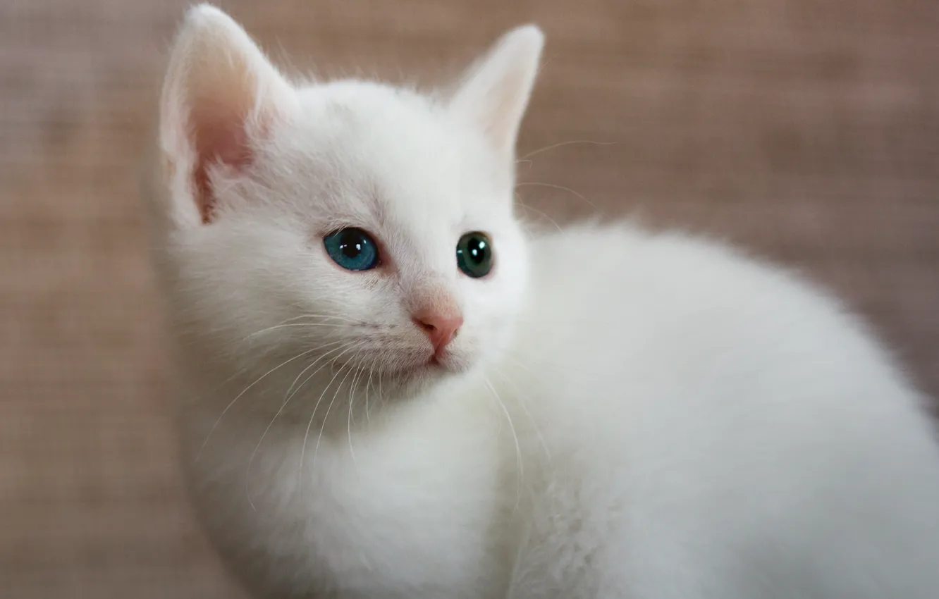 Photo wallpaper white, background, kitty, heterochromia