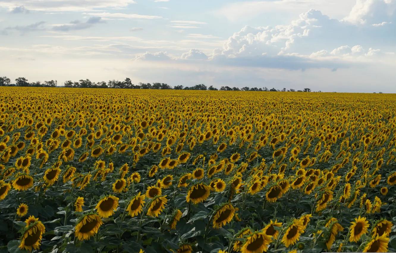 Photo wallpaper field, summer, the sky, clouds, sunflowers