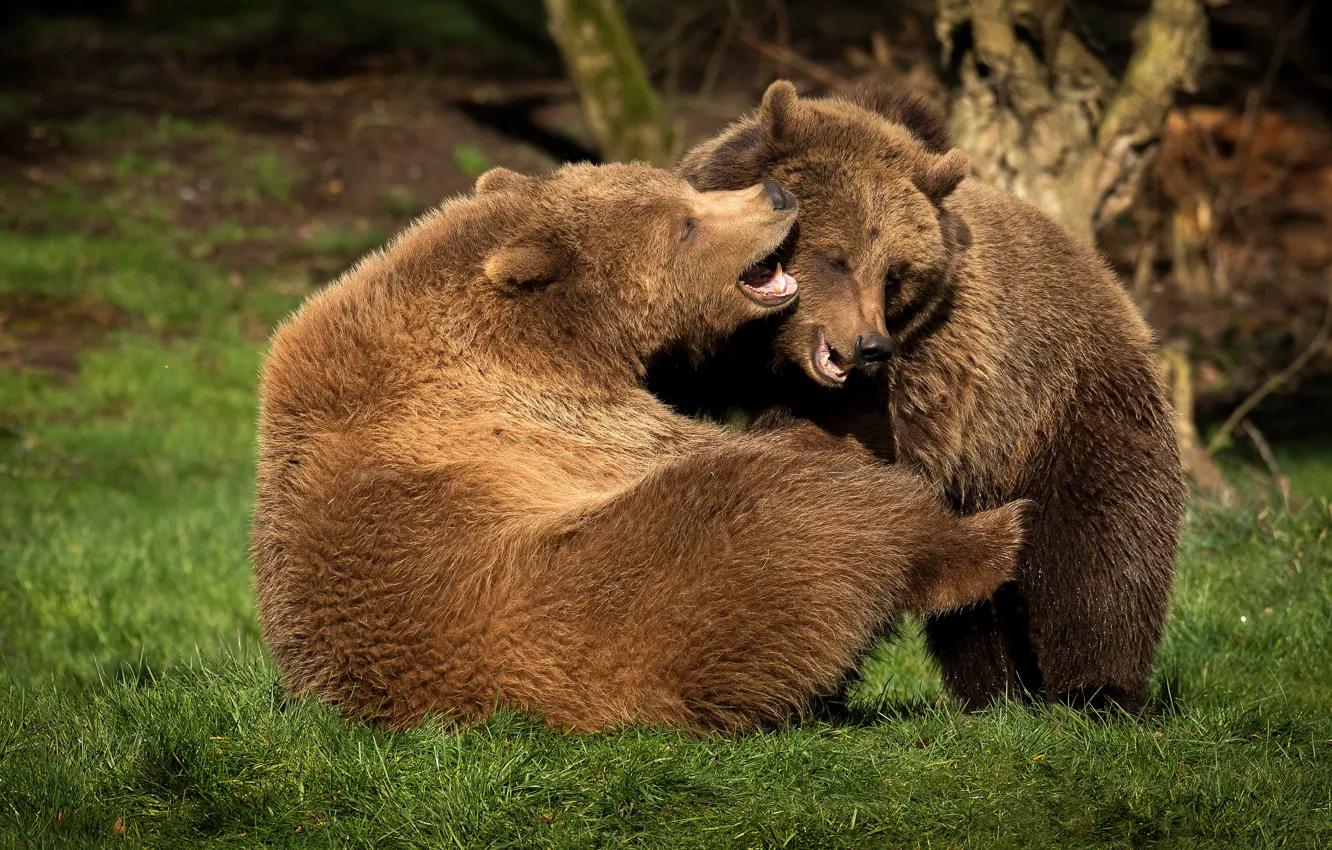 Photo wallpaper grass, nature, pose, the game, two, fight, bear, pair