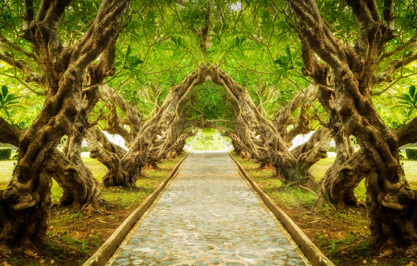 Photo wallpaper trees, Park, trail, forest, alley, landscape, nature, park