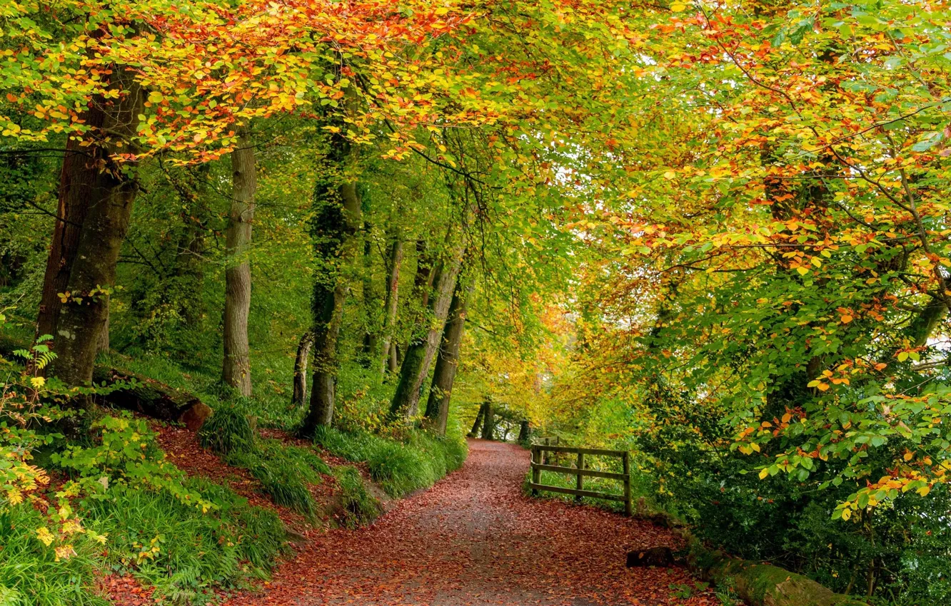 Photo wallpaper road, autumn, forest, landscape, nature, beauty