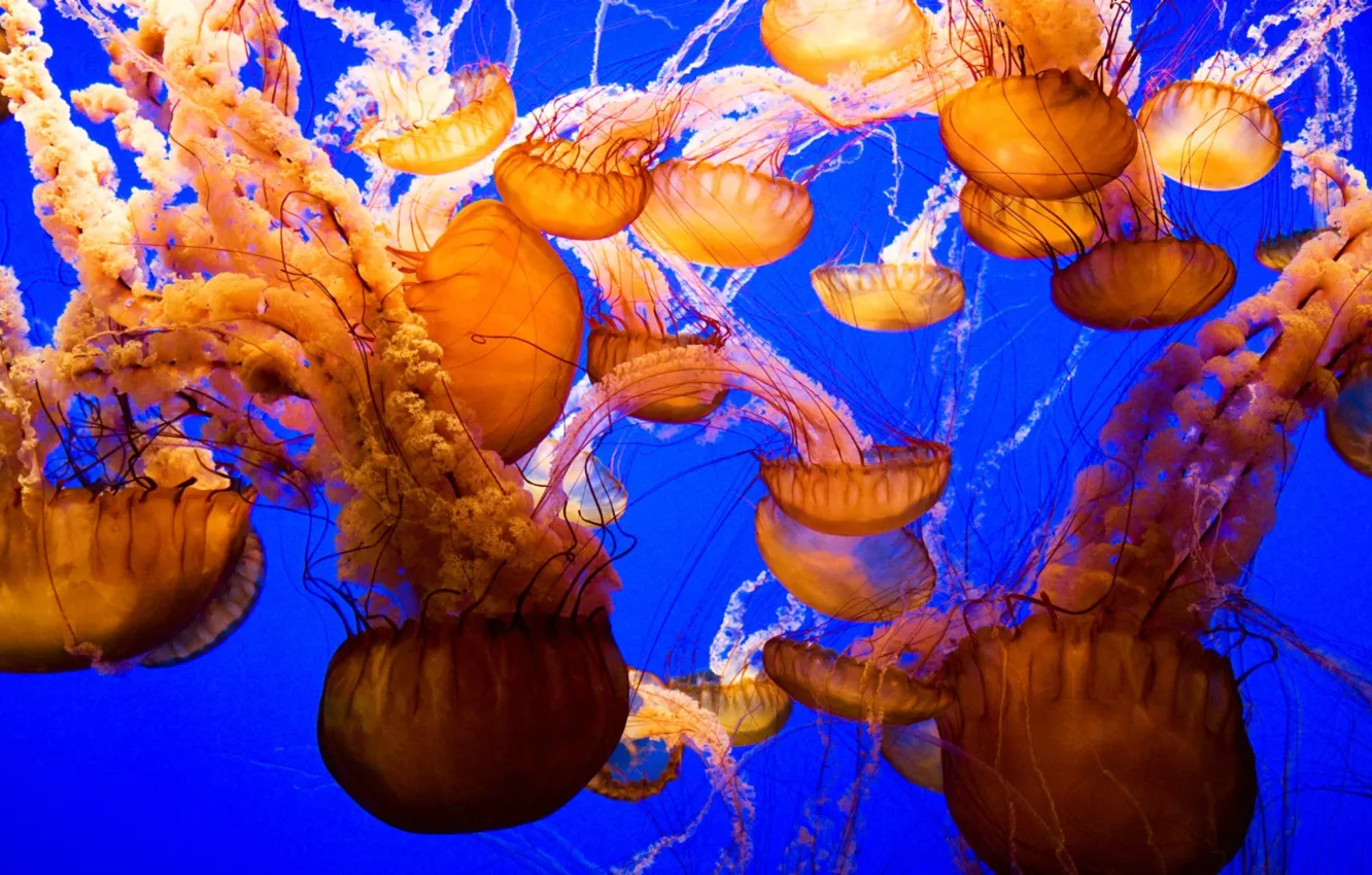 Photo wallpaper the world, jellyfish, underwater