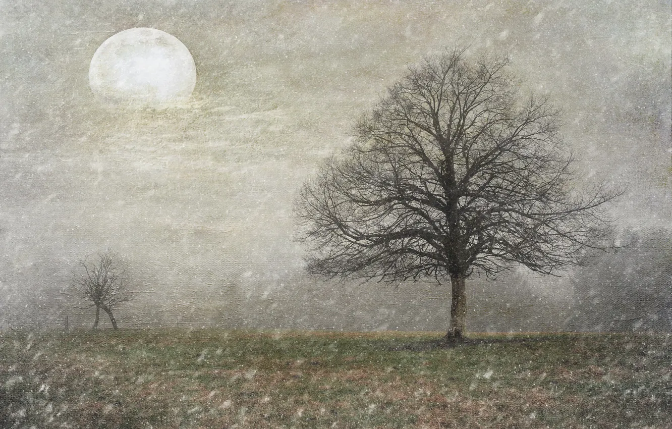 Photo wallpaper field, snow, trees, nature, the moon, installation