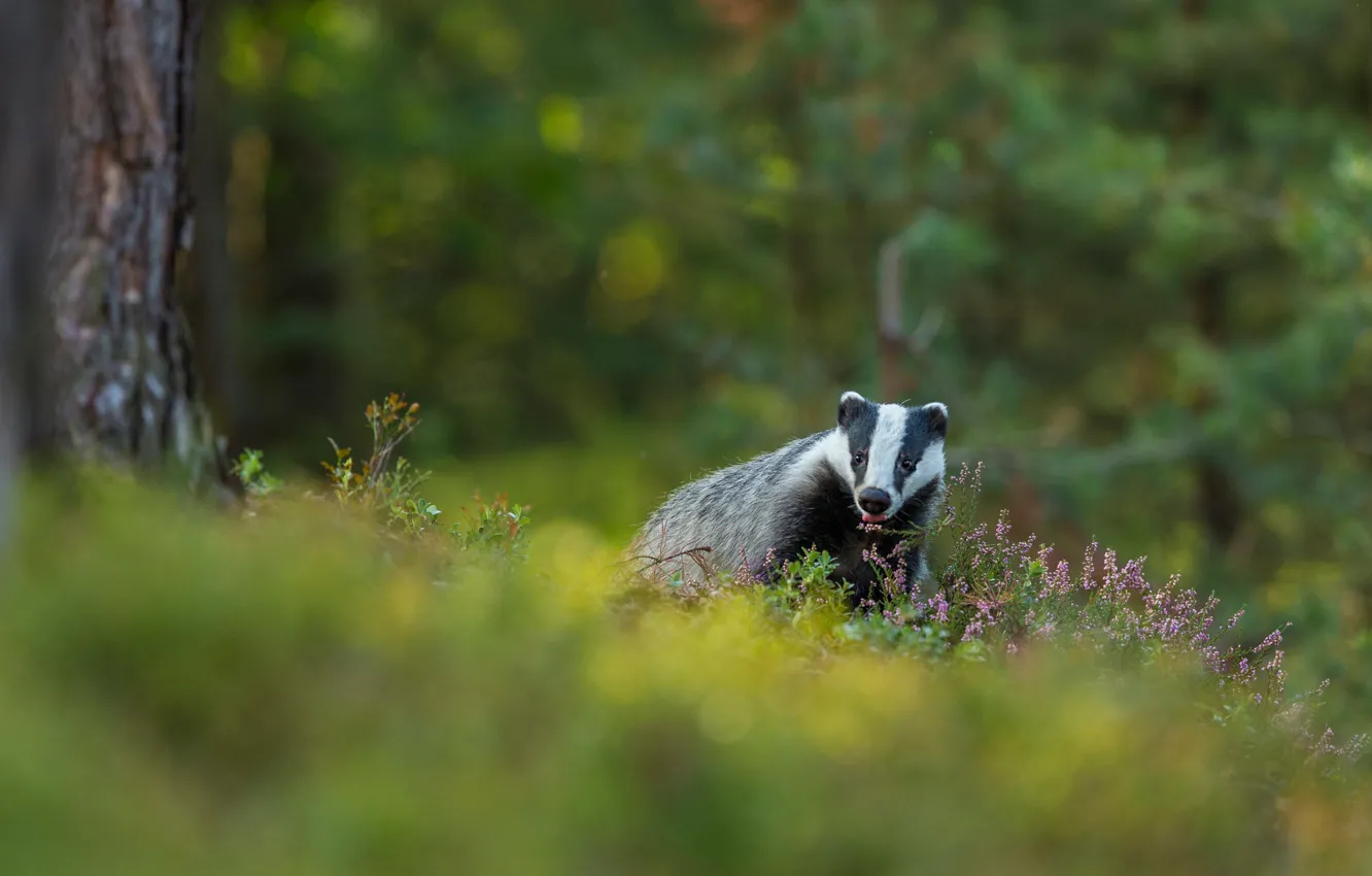 Photo wallpaper forest, language, trees, nature, walk, face, bokeh, badger
