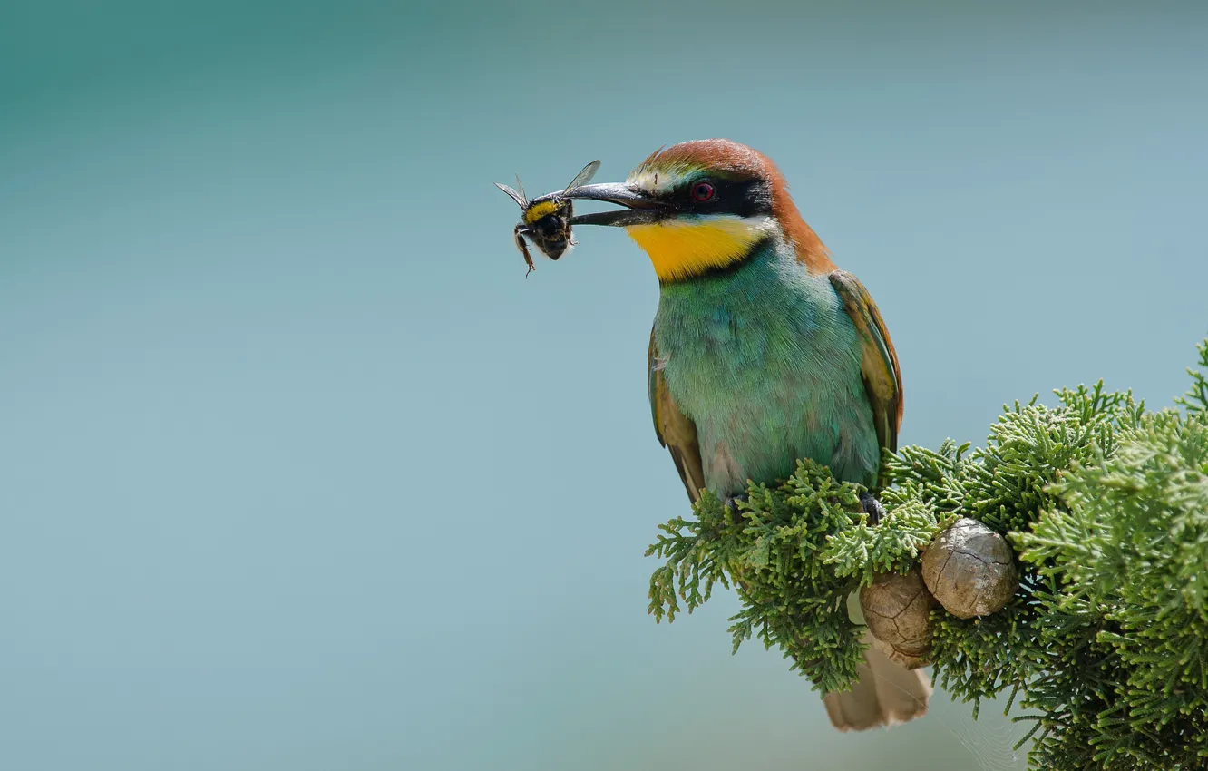 Photo wallpaper bird, beetle, mining, peeled, schurka