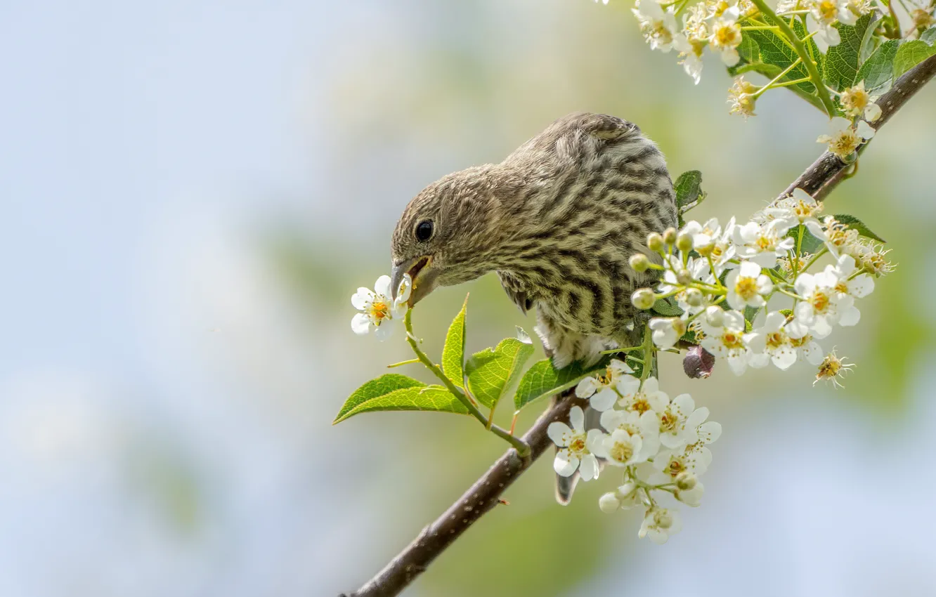 Photo wallpaper flowers, branches, bird, spring, flowering