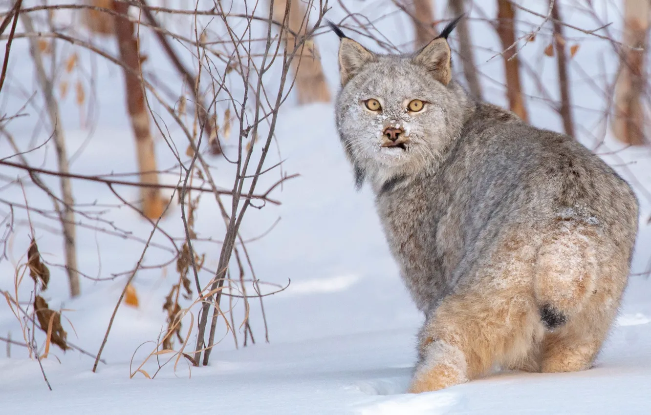 Photo wallpaper winter, look, snow, branches, lynx, wild cat, the bushes