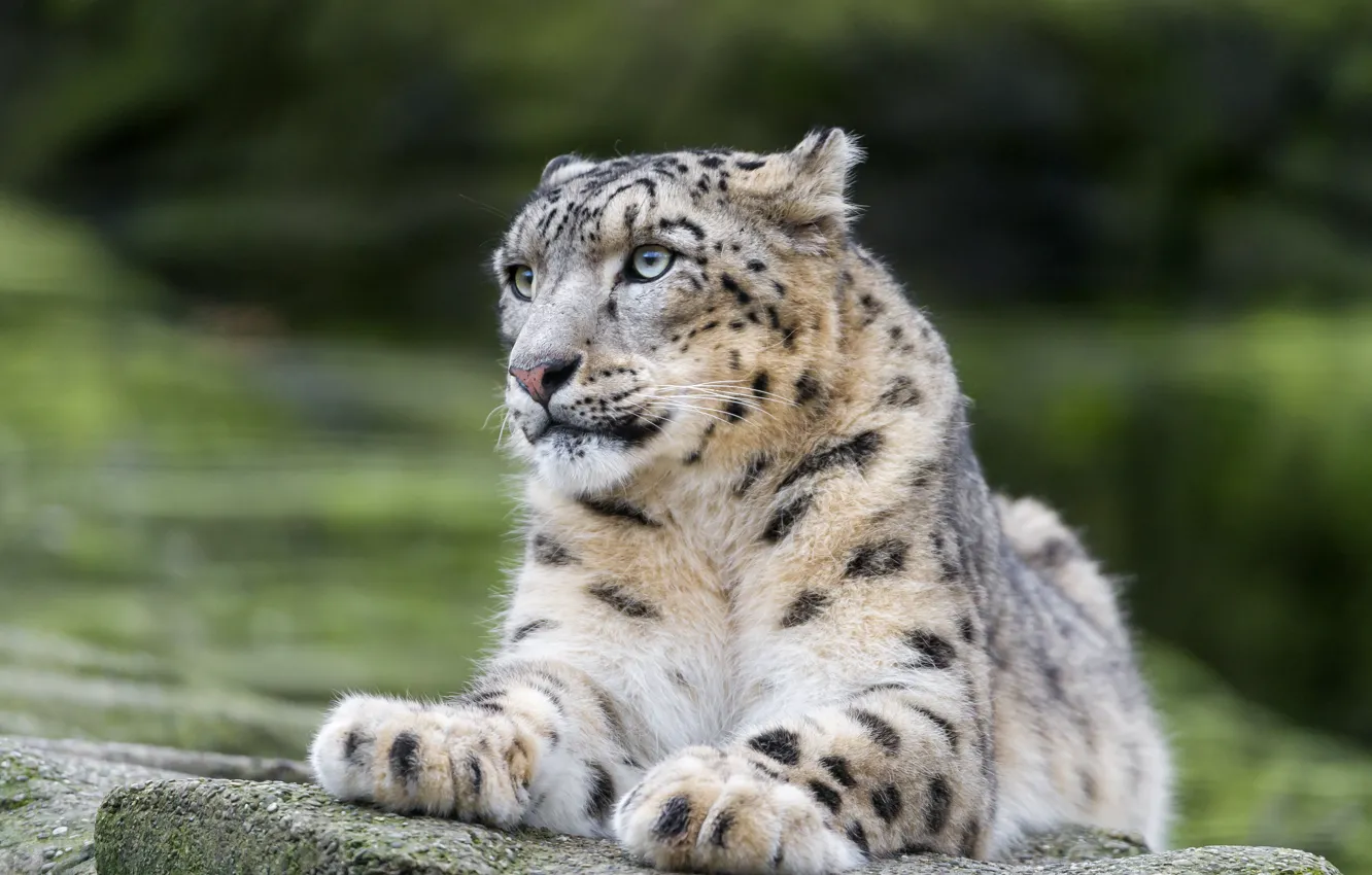 Photo wallpaper cat, stone, IRBIS, snow leopard, ©Tambako The Jaguar