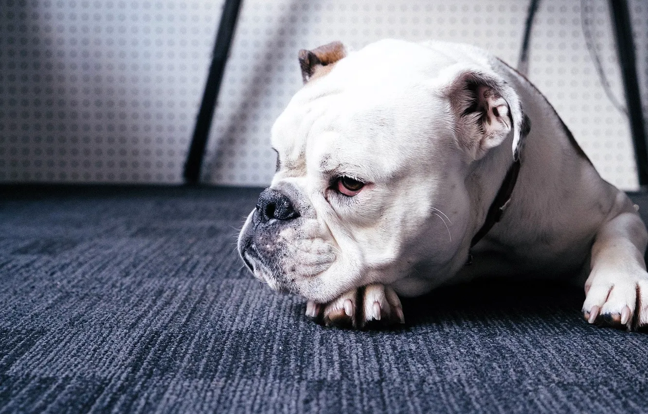 Photo wallpaper white, carpet, dog, floor, bulldog, dog