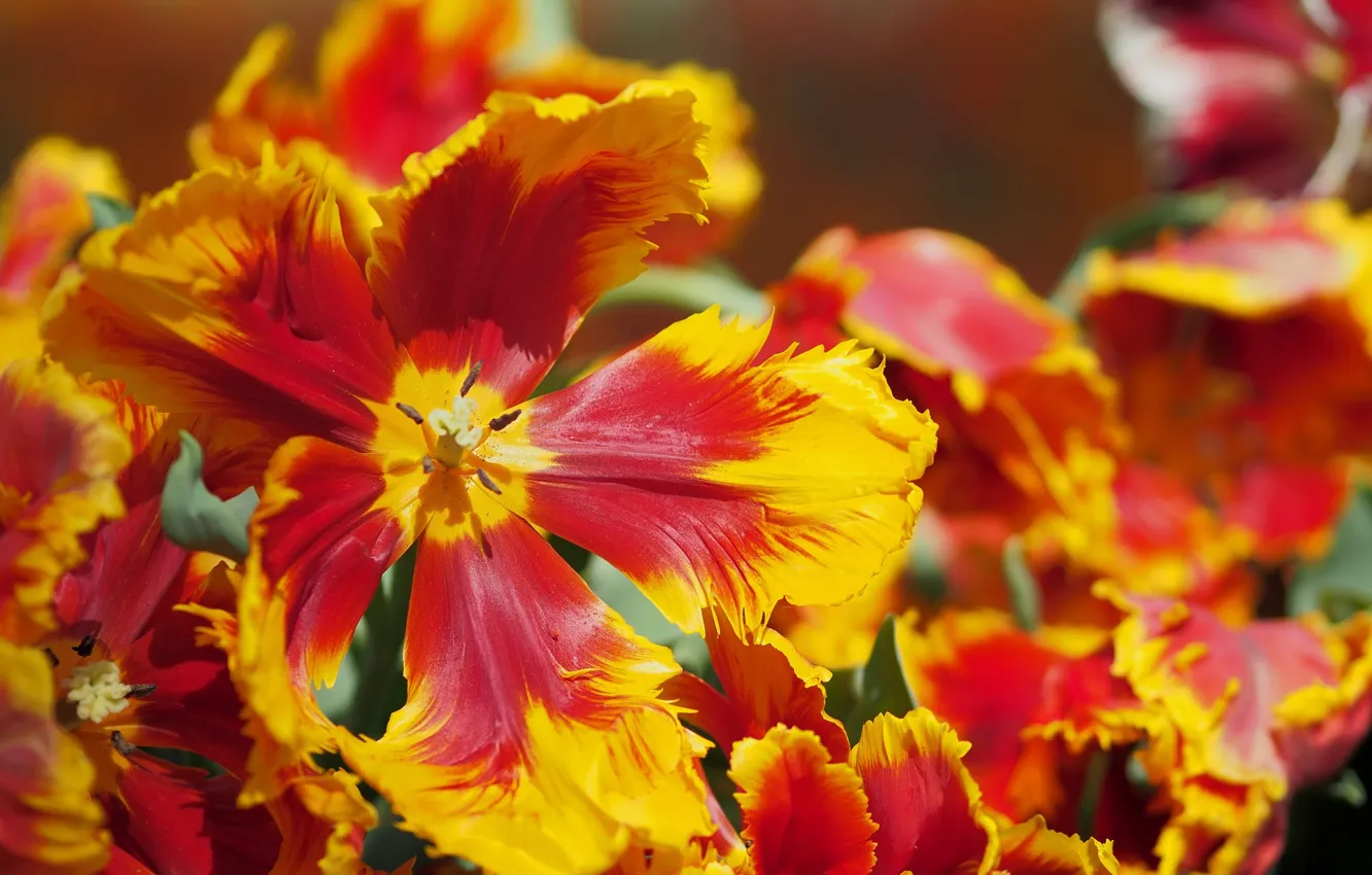 Photo wallpaper macro, petals, tulips