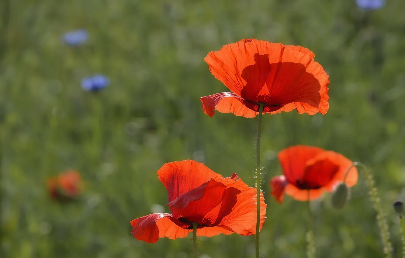 Photo wallpaper field, summer, light, flowers, red, glade, Maki, shadow