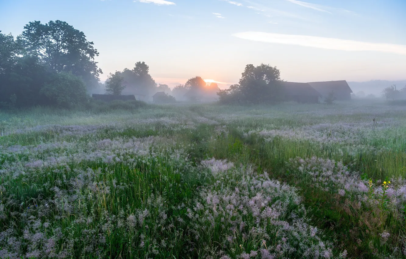 Photo wallpaper flowers, fog, morning, village, meadow