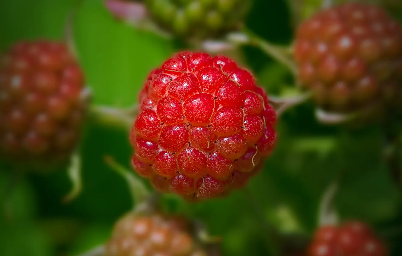 Photo wallpaper raspberry, berry, Raspberry, Malinka, Bohemien