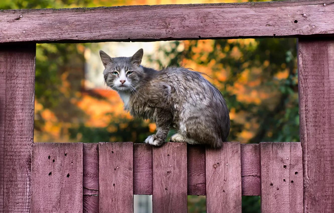 Photo wallpaper cat, look, the fence