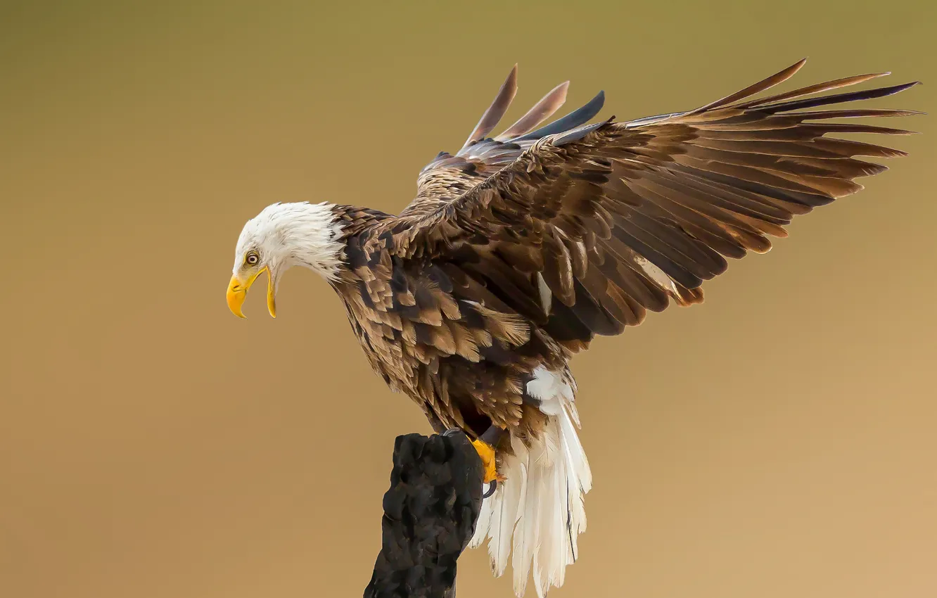 Photo wallpaper eyes, branches, wings, beak, bald eagle, open wings, wildlife
