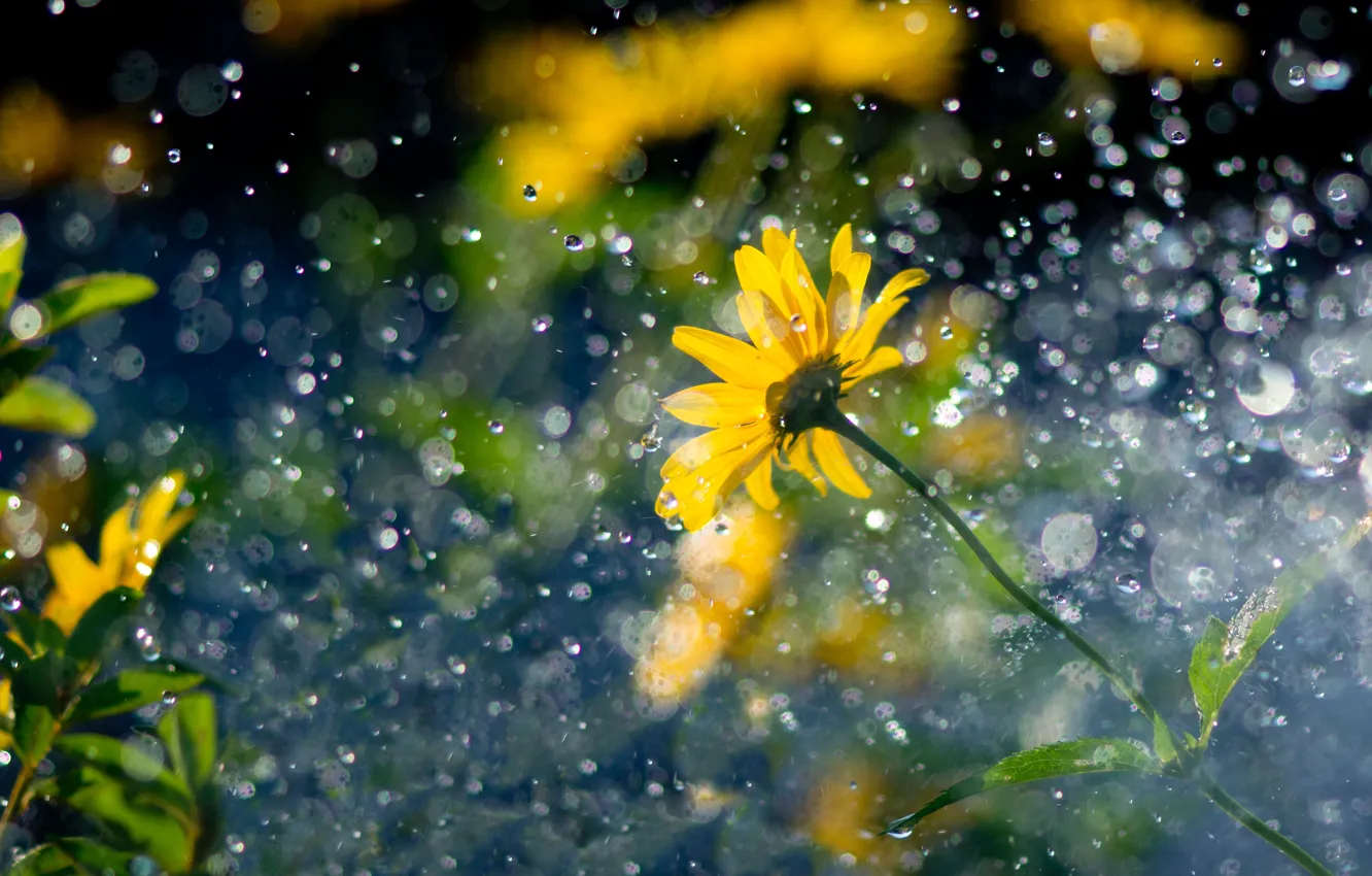 Photo wallpaper drops, flowers, yellow, glare, rain