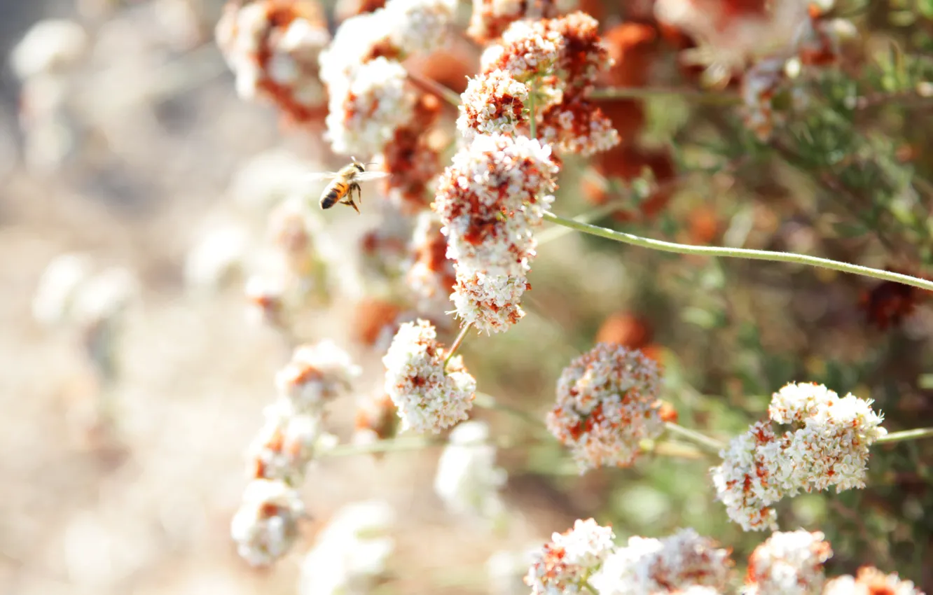 Photo wallpaper summer, flowers, bee, Sunny