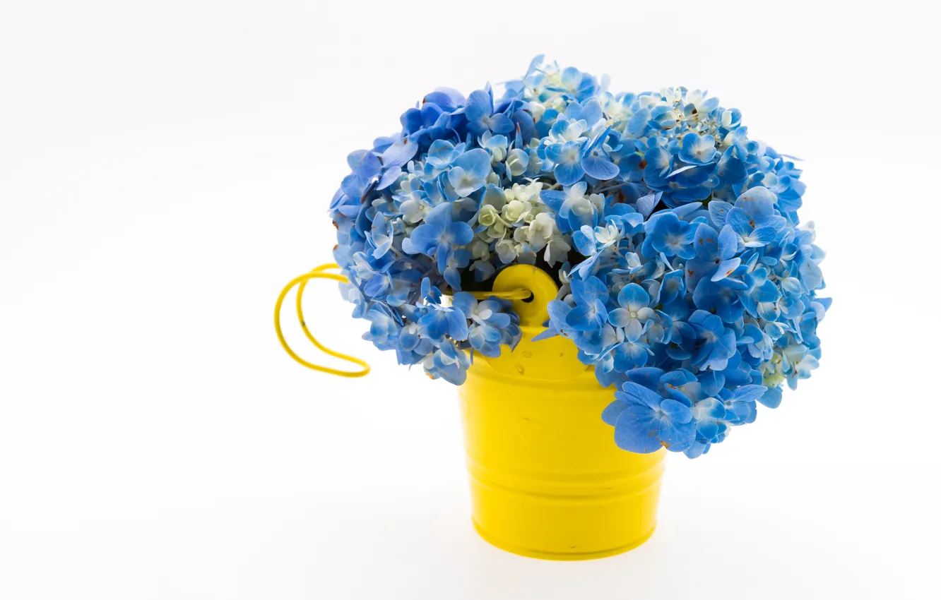 Photo wallpaper blue, flower, bouquet, Hydrangea