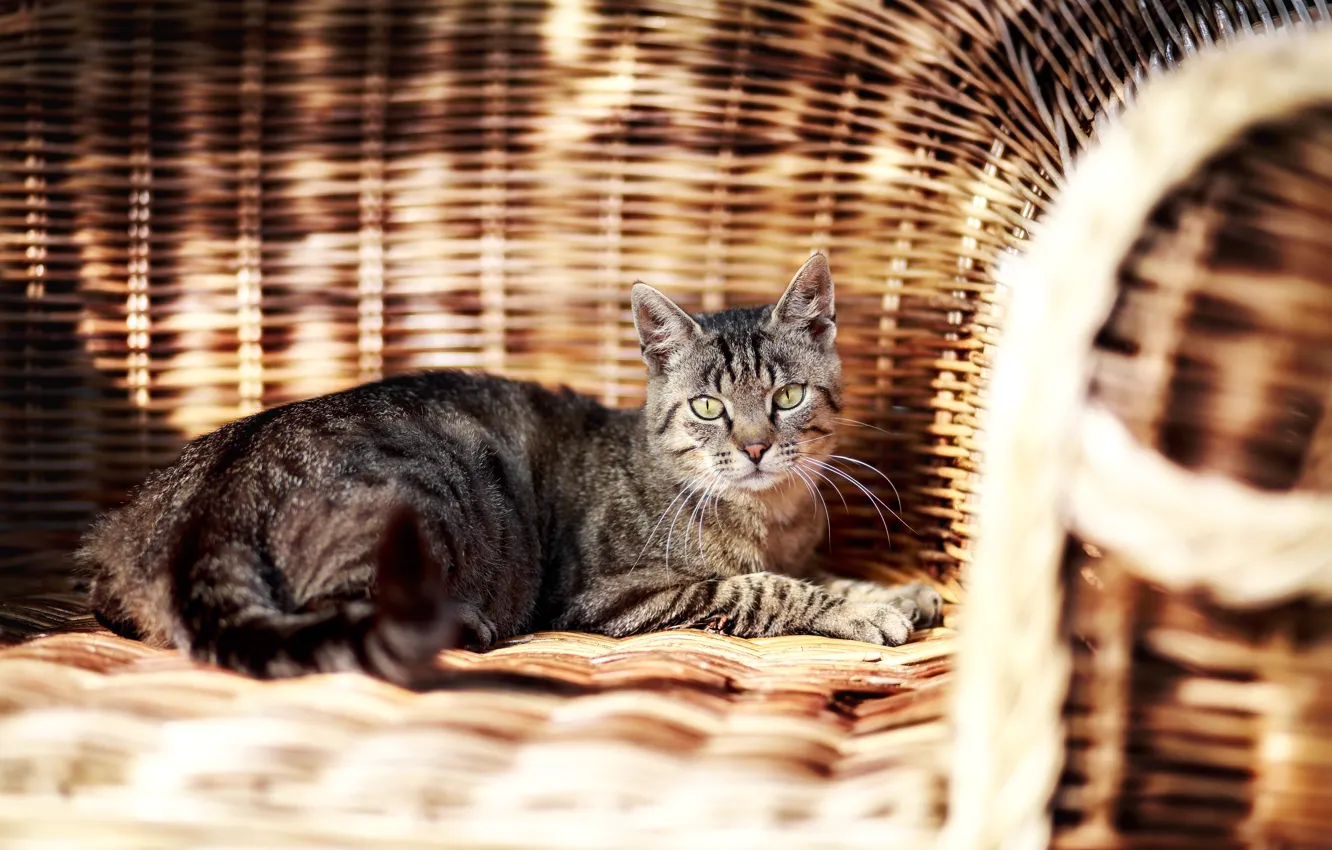 Photo wallpaper cat, cat, look, chair, garden, lies, braided