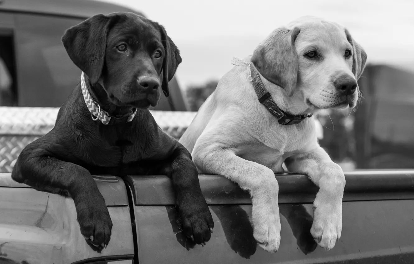 Photo wallpaper dogs, paws, puppies, black and white, body, Labrador Retriever
