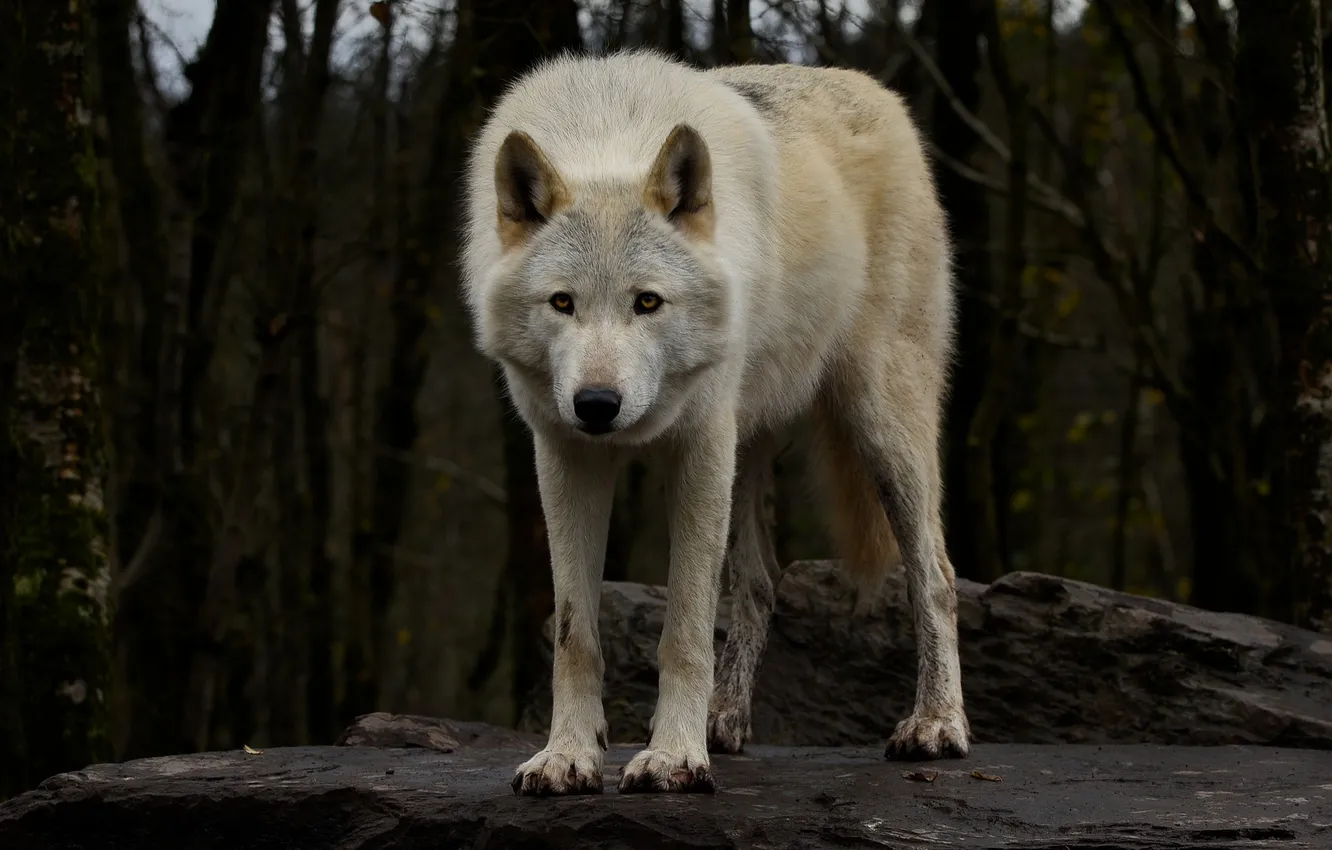 Photo wallpaper nature, snow, predator, face, animal, wolf, wildlife, portrait