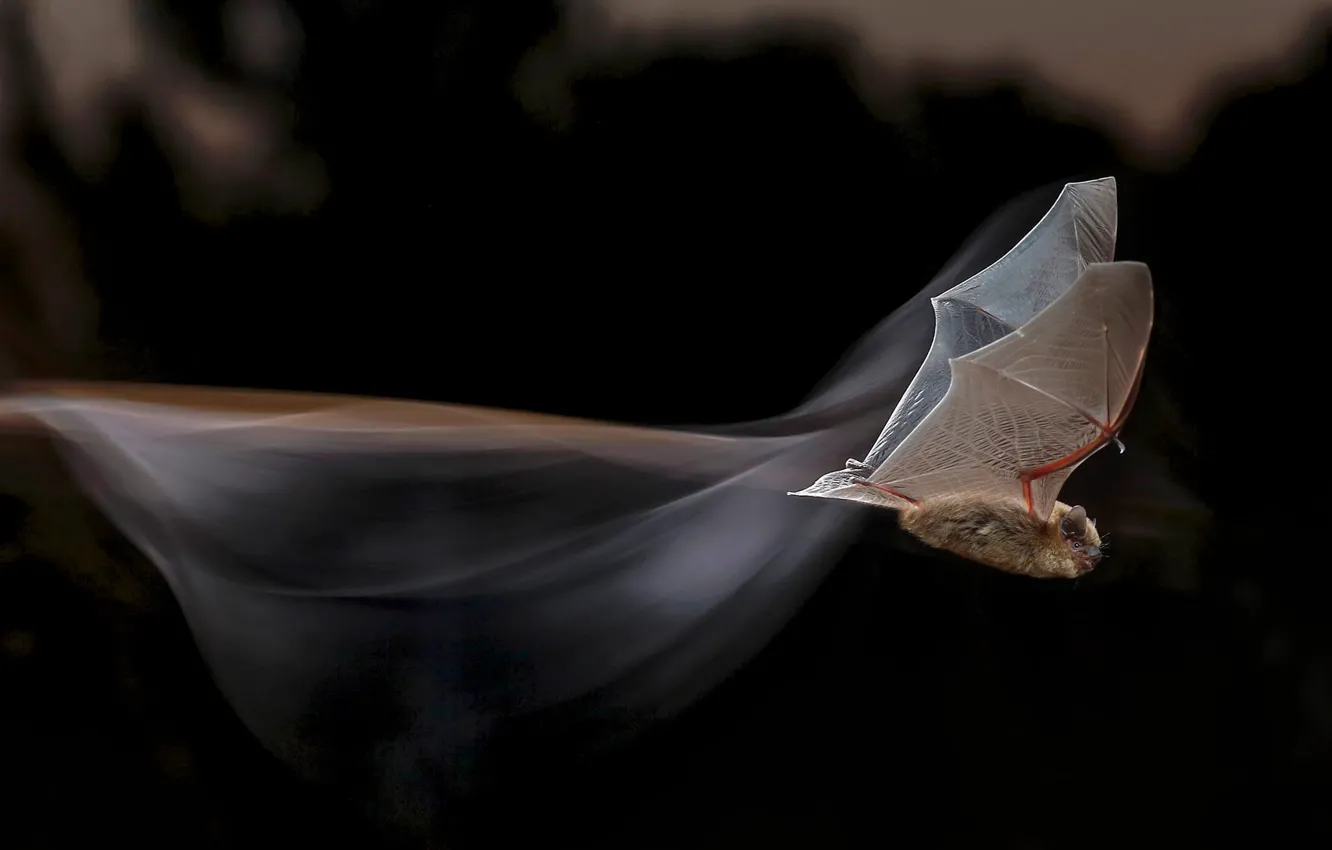 Photo wallpaper flight, wings, bat, bat-dwarf