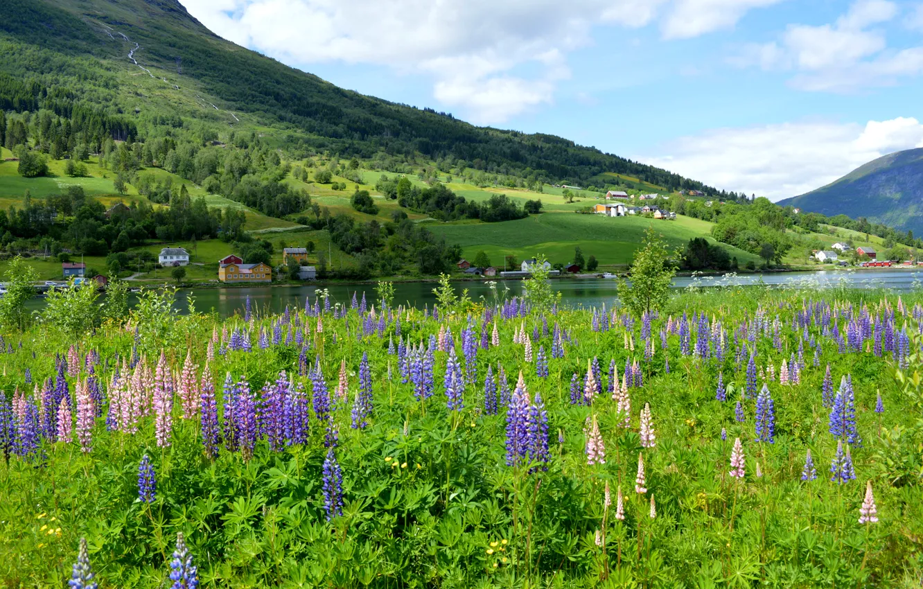 Photo wallpaper greens, flowers, mountains, river, home, meadow, Norway, Lupin
