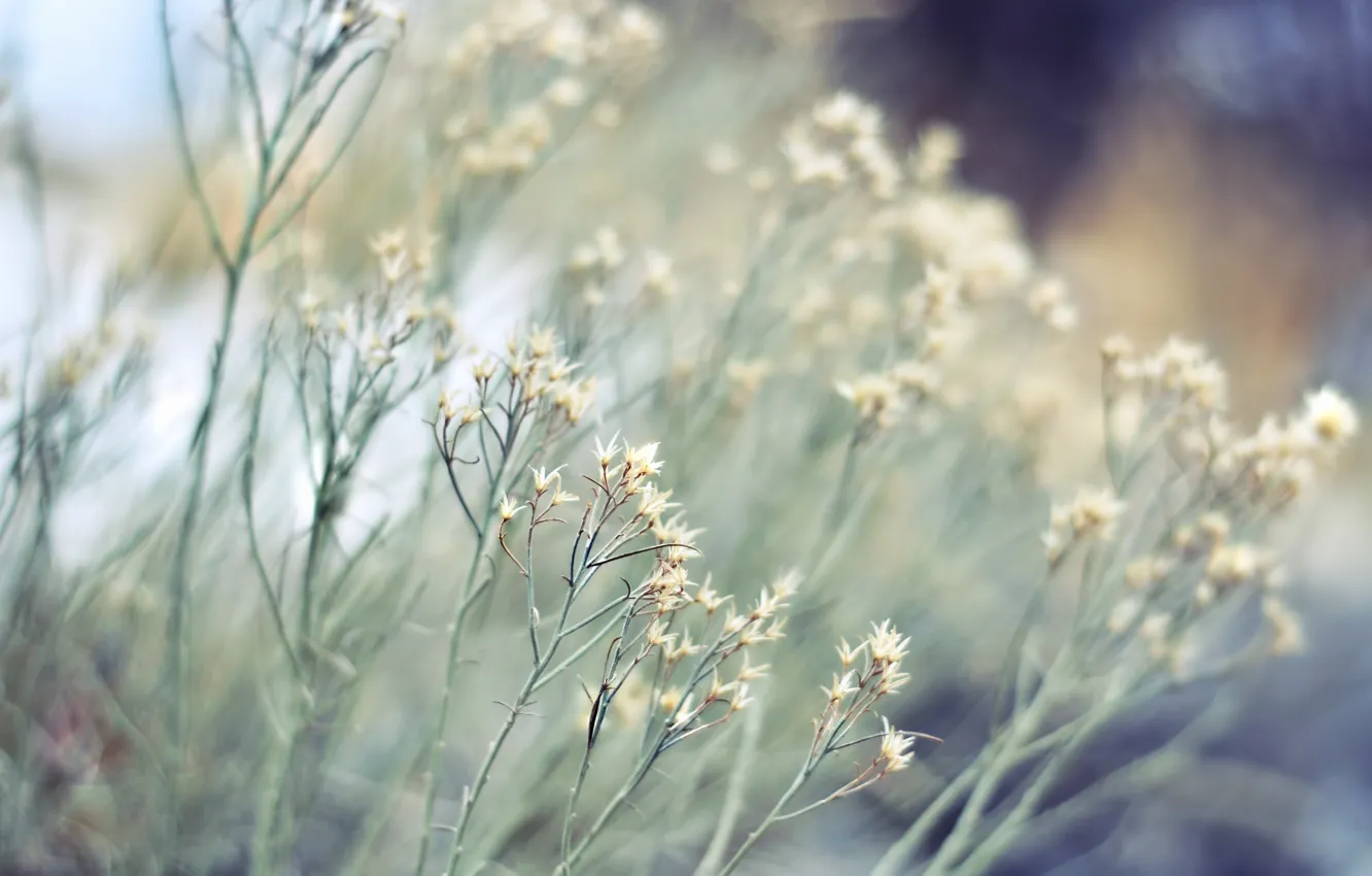 Photo wallpaper nature, plant, focus, blur, grass, bokeh, dry
