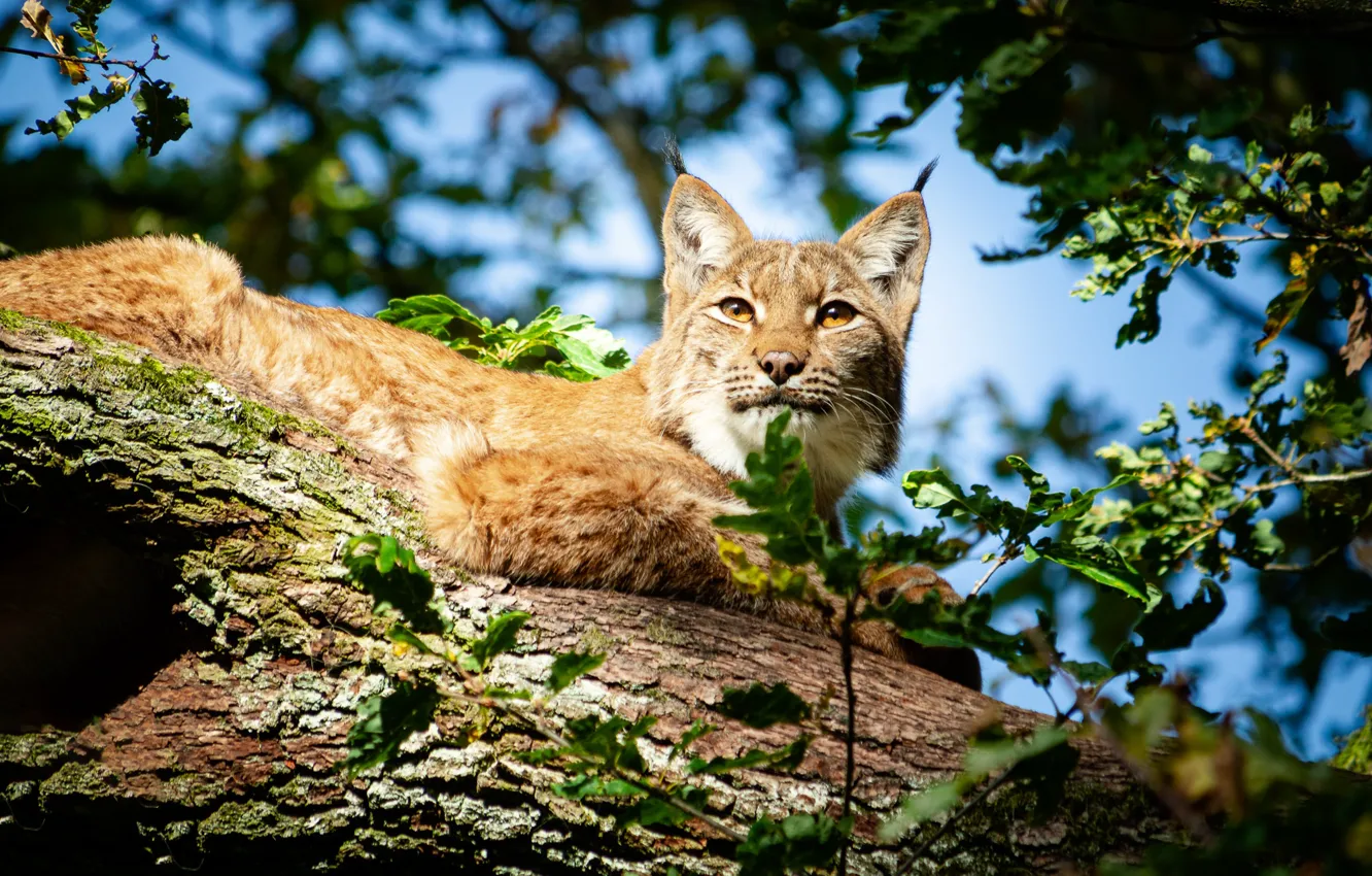 Photo wallpaper look, nature, lynx, bokeh