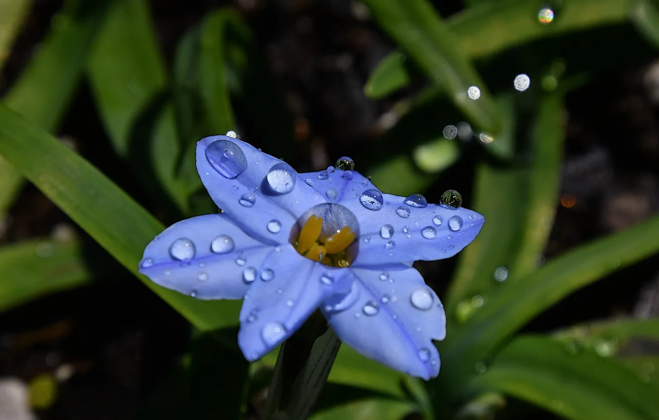 Photo wallpaper drops, flowers, glare