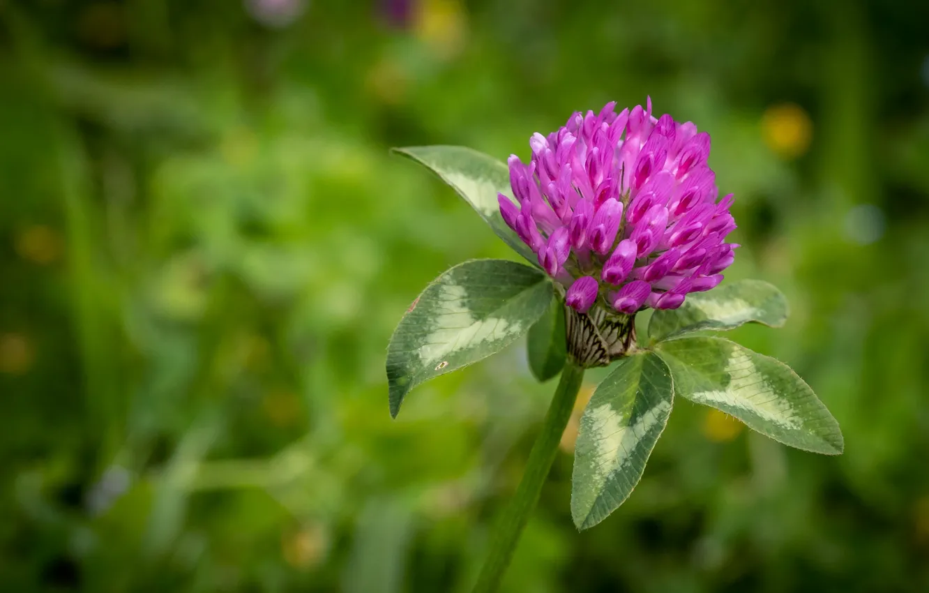Photo wallpaper flowers, clover, pink, leaves, green background, bokeh