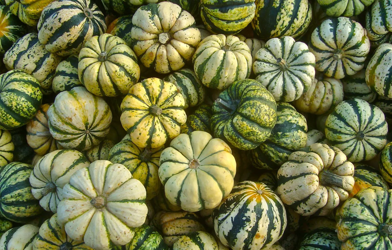 Photo wallpaper green, harvest, pumpkin, striped, a lot