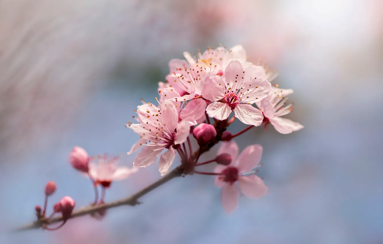 Photo wallpaper flowers, cherry, blur, branch, spring, Sakura, pink, flowering