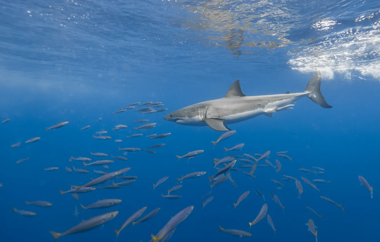 Photo wallpaper sea, fish, shark