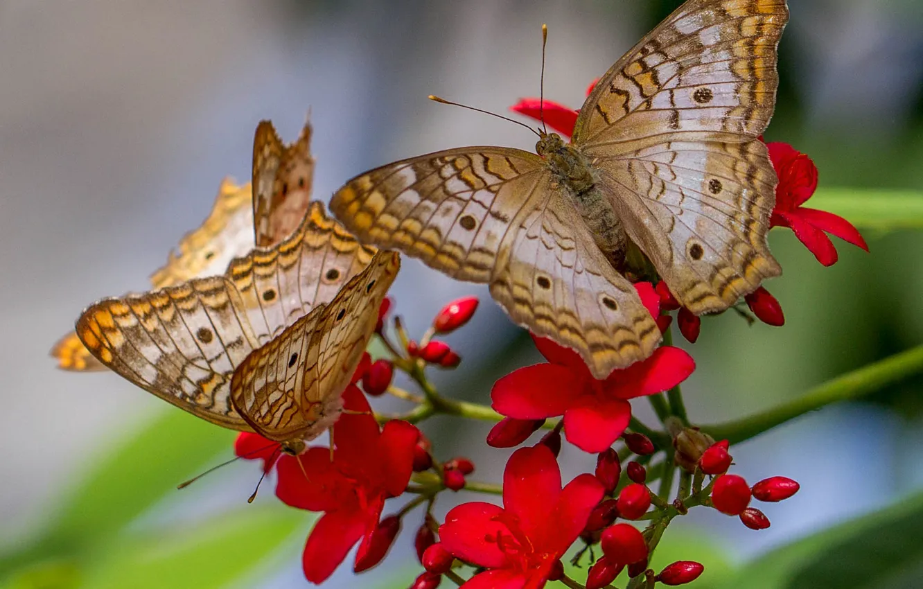 Photo wallpaper flowers, nature, butterfly, wings, moth, anartia jatropha