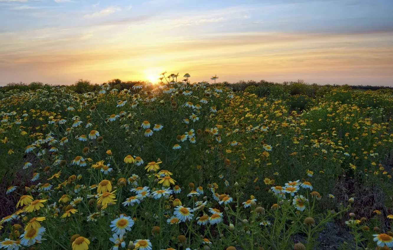Photo wallpaper sunset, flowers, chamomile, meadow, CA, California, San Diego, San Diego