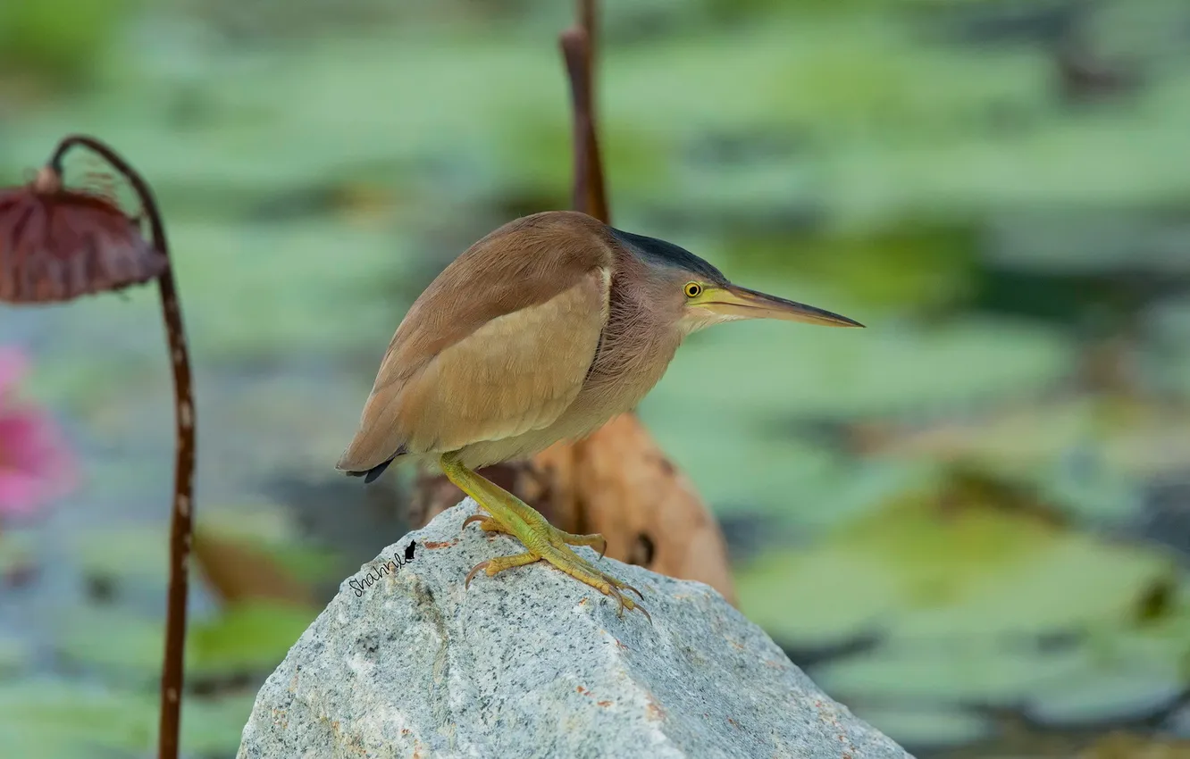 Photo wallpaper yellow, stones, bird, bittern