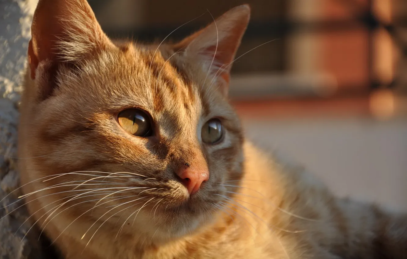 Photo wallpaper cat, look, light