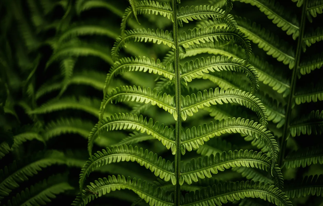 Photo wallpaper macro, foliage, branch, fern, green background