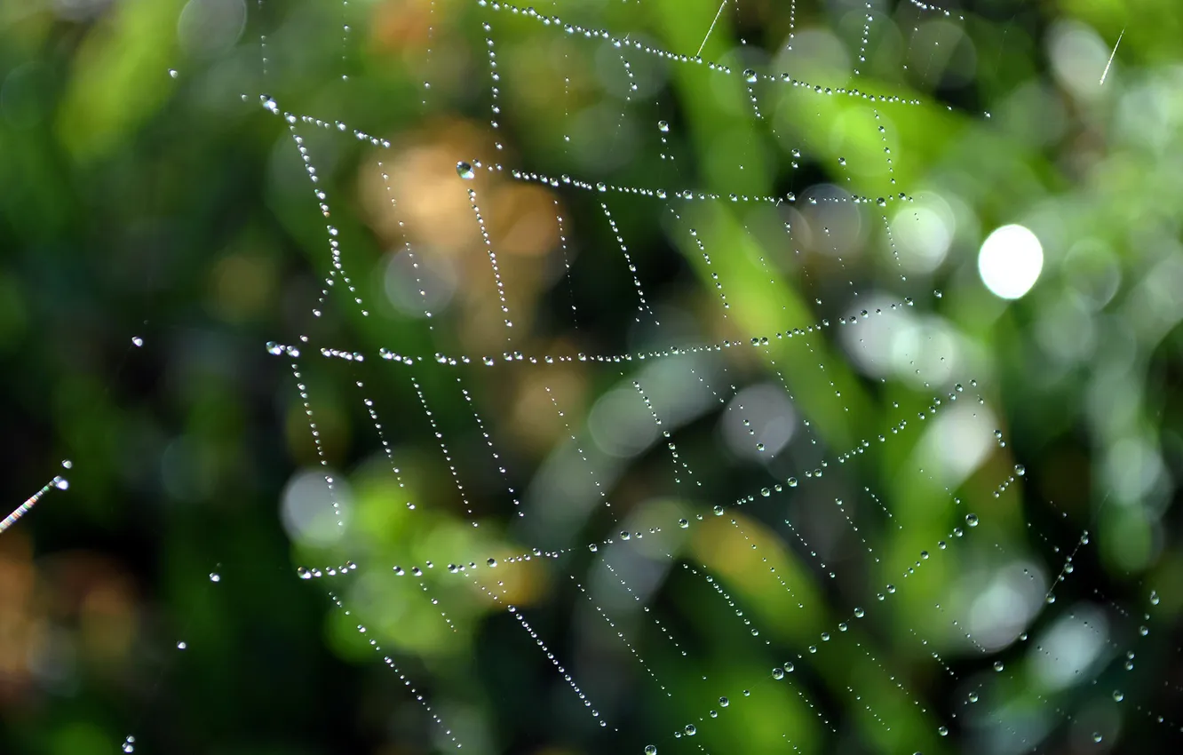Photo wallpaper drops, macro, mesh, network, spiders, web, ambush, trap