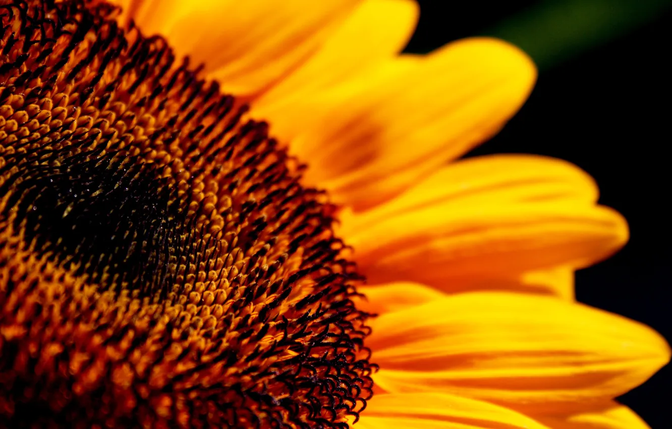 Photo wallpaper yellow, sunflower, beautiful