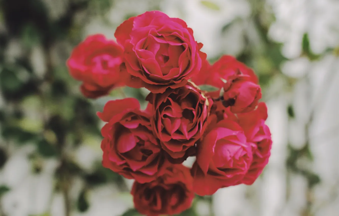 Photo wallpaper flowers, roses, petals