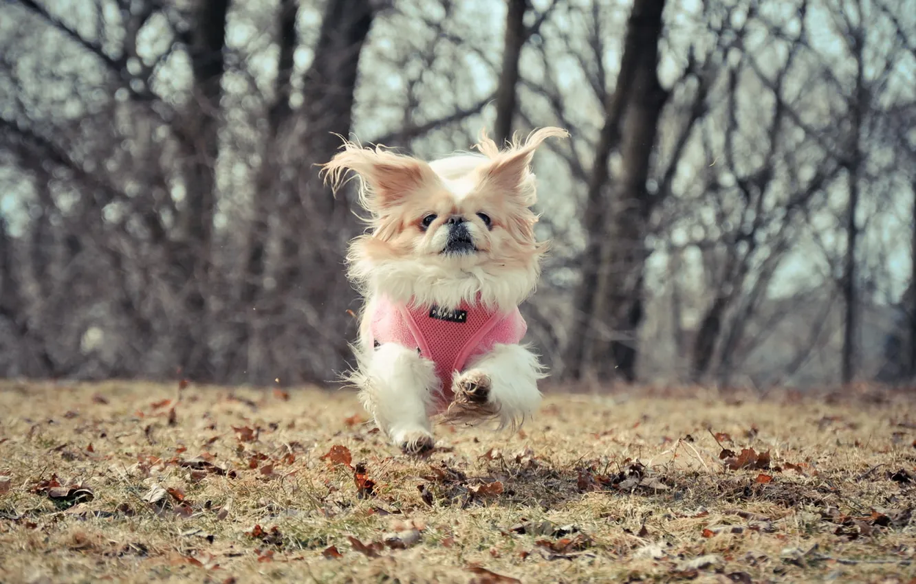 Photo wallpaper look, each, dog