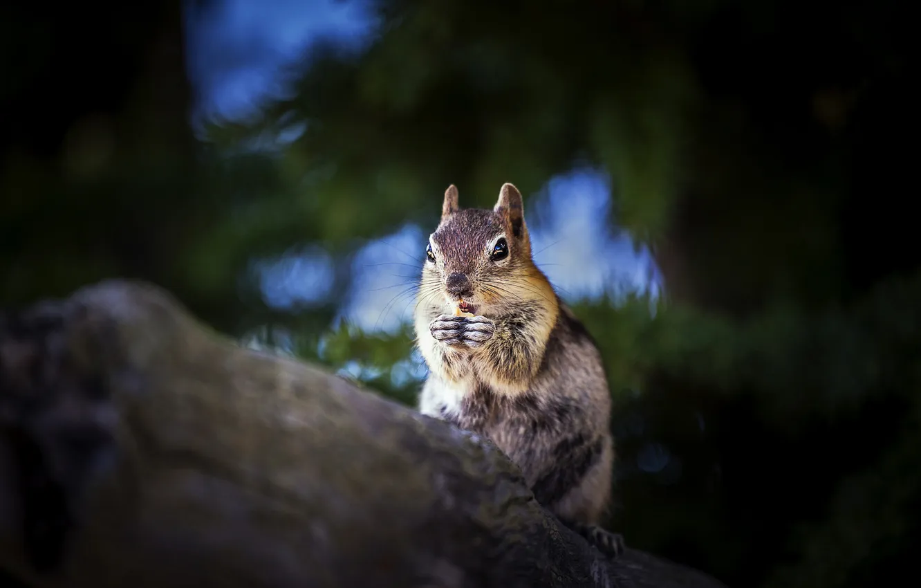 Photo wallpaper the dark background, legs, Chipmunk, log, bokeh