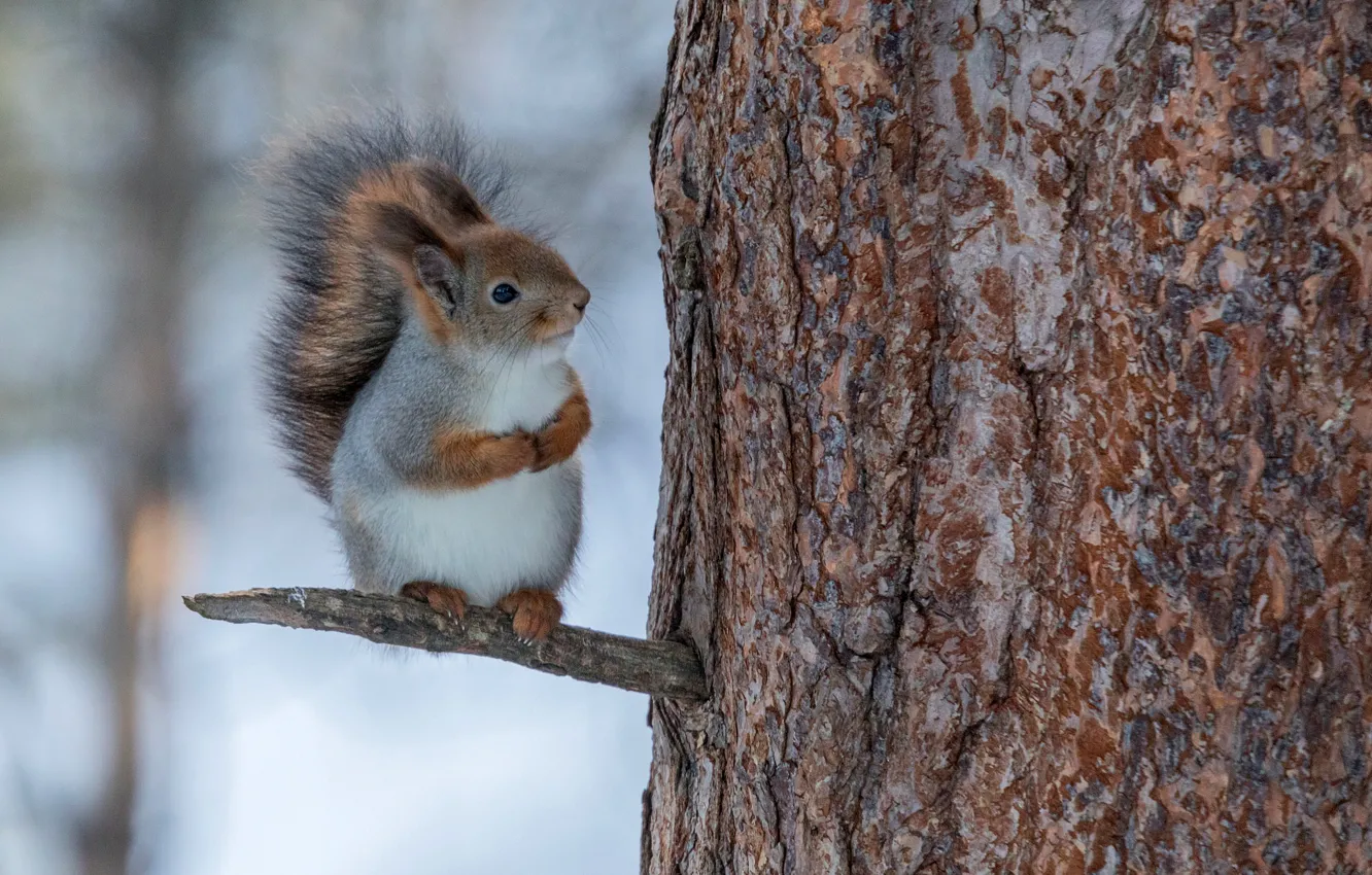 Photo wallpaper tree, protein, rodent, bitch