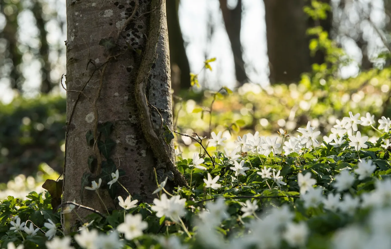 Photo wallpaper trees, flowers, spring