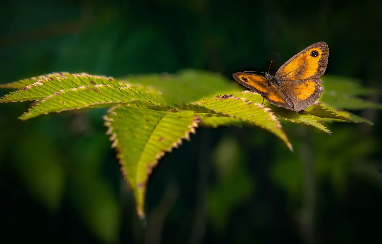 Photo wallpaper greens, leaves, yellow, nature, butterfly, bokeh, Reddish-Brown Ox-Eye, Gatekeeper