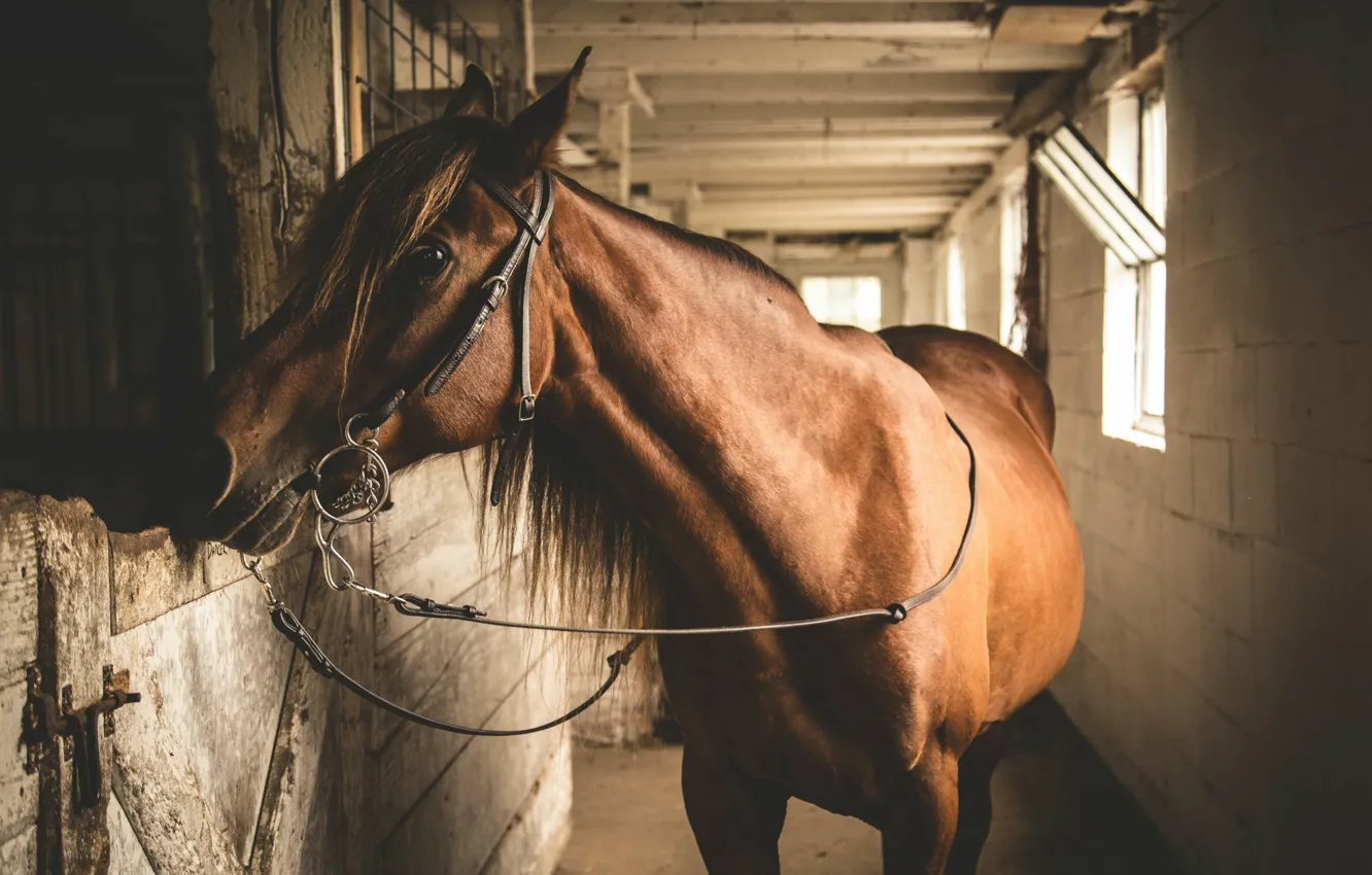Photo wallpaper background, horse, stall
