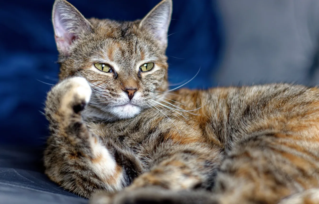 Photo wallpaper cat, muzzle, foot