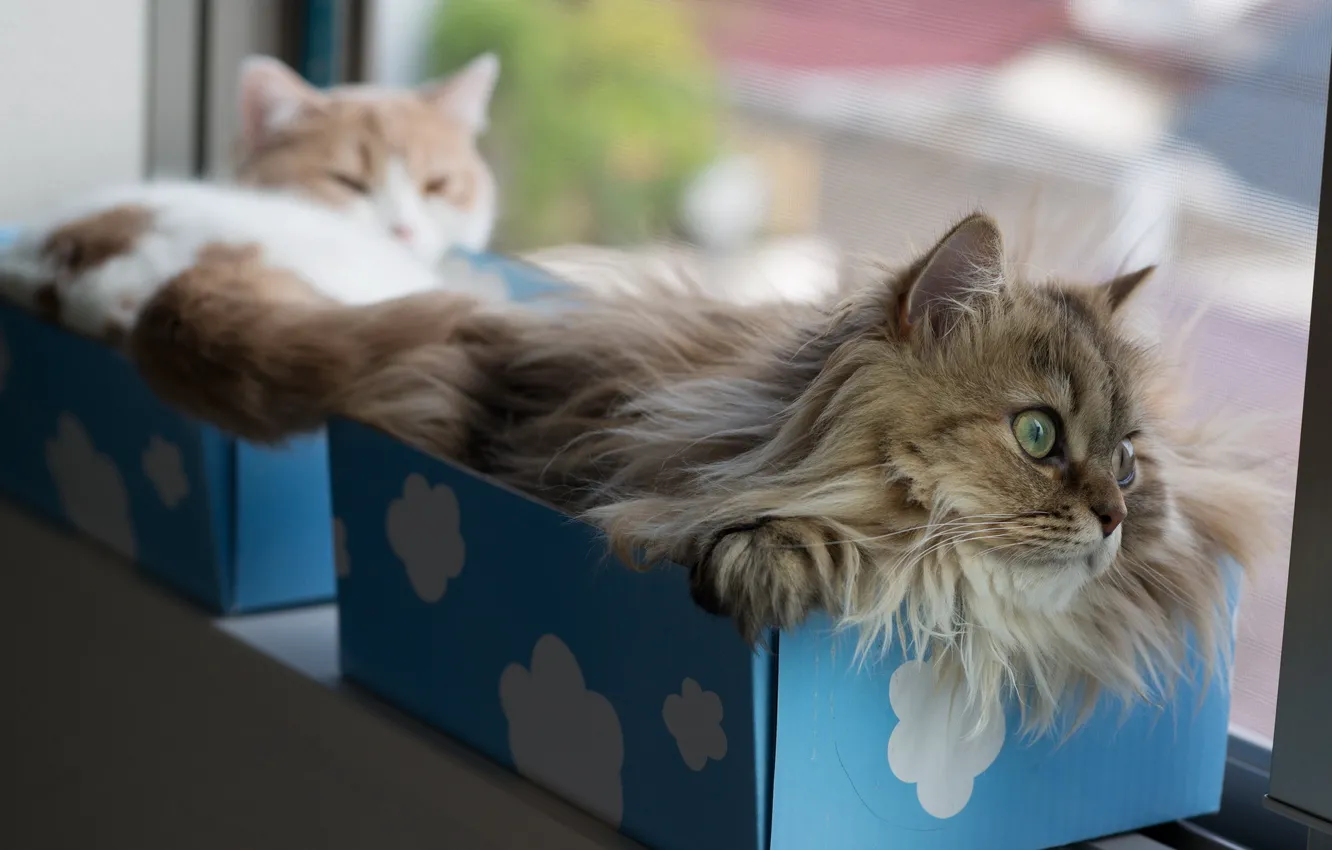Photo wallpaper cats, box, torode